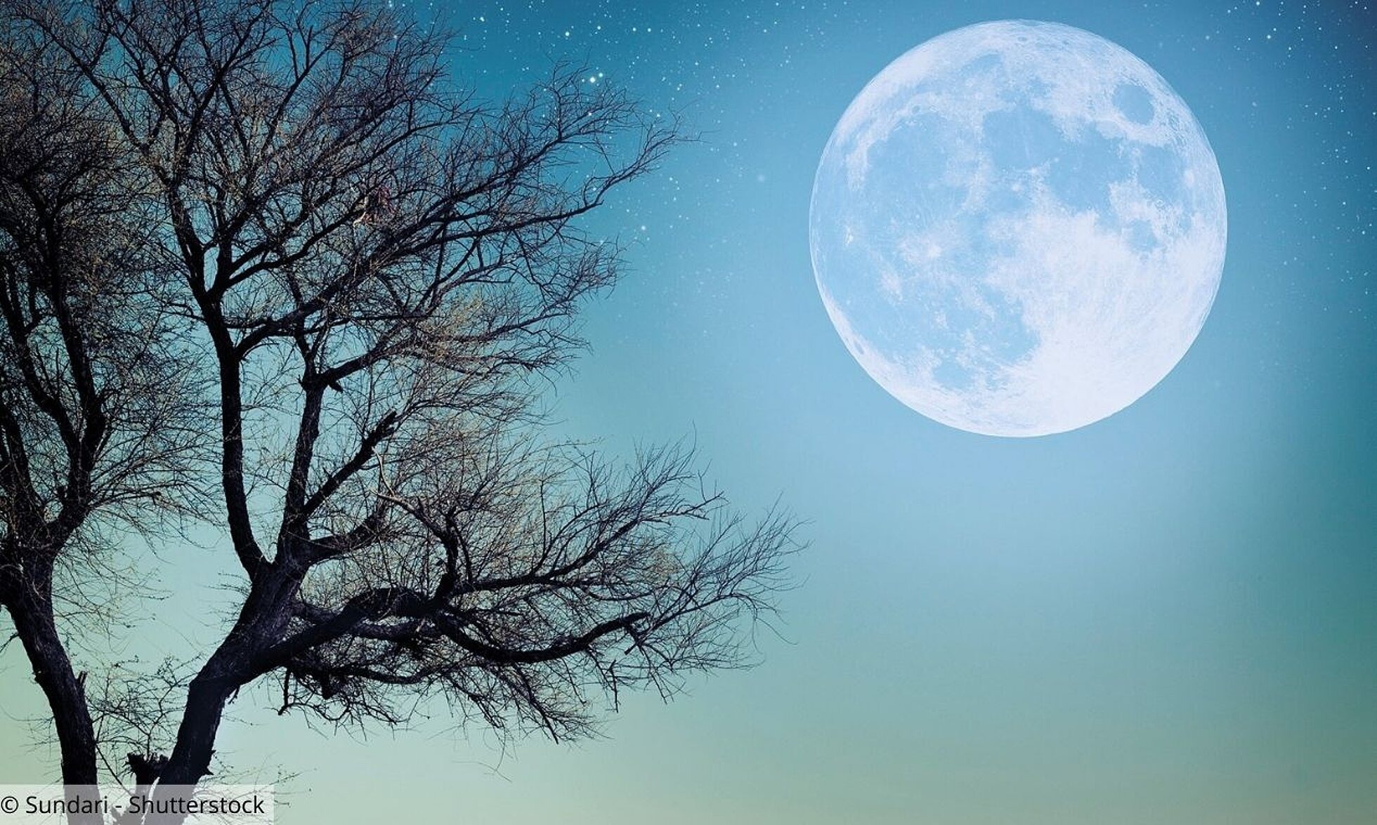 Baum und großer Mond