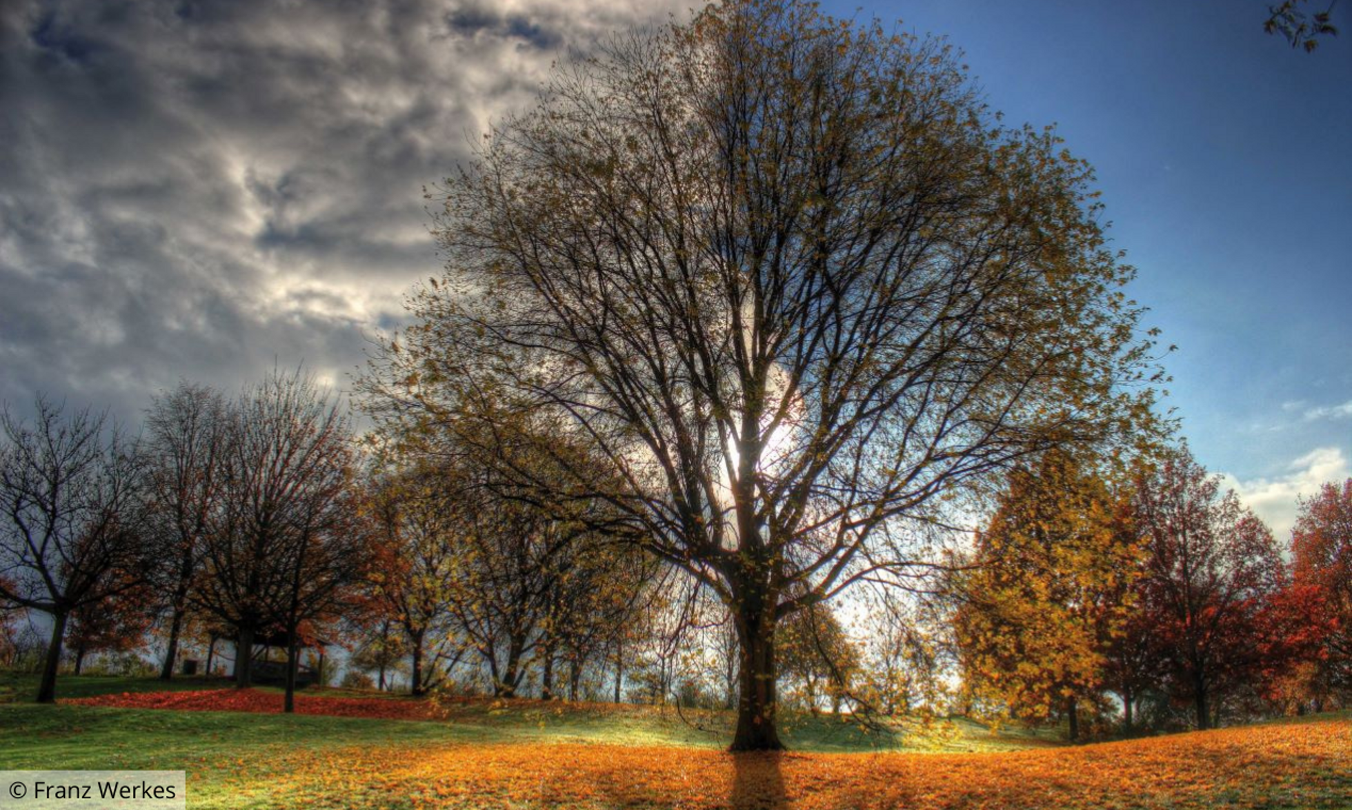 Baum vor dunklem und sonnigem Hintergrund