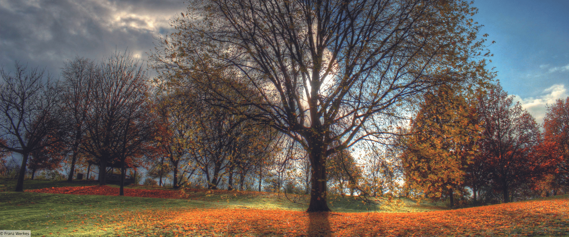 Herbstlicher Baum auf Wiese steht links im Schatten und rechts in der Sonne