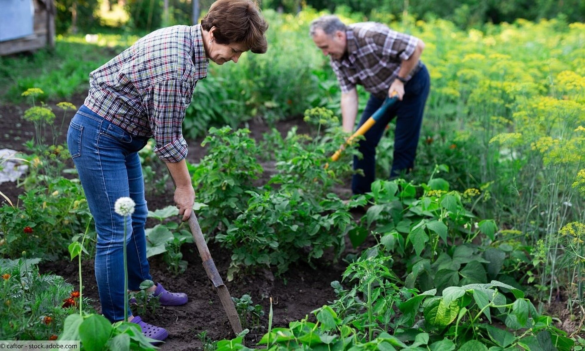 Älteres Ehepaar bei der Gartenarbeit