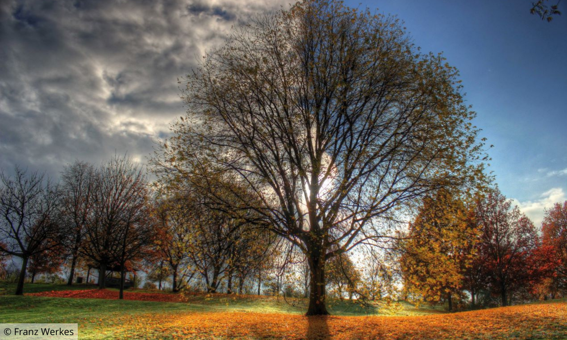 Baum vor bewölktem und wolkenlosen Himmel