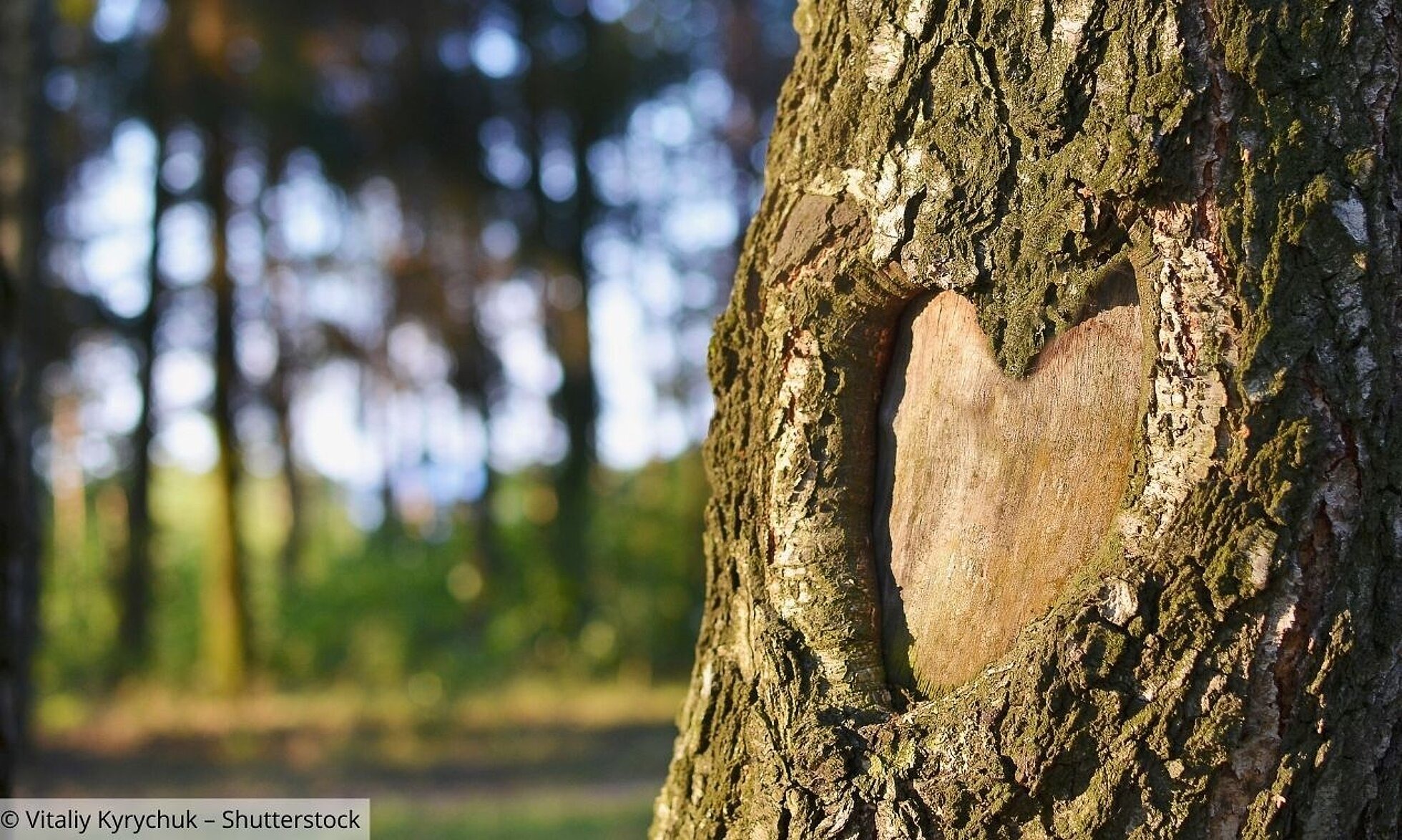 Herz in Baum geschnitzt