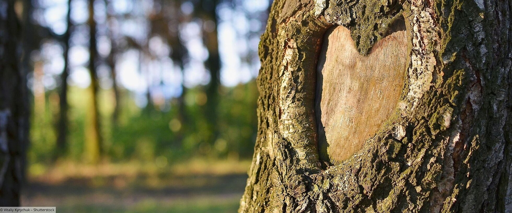 Herz in Baum geschnitzt