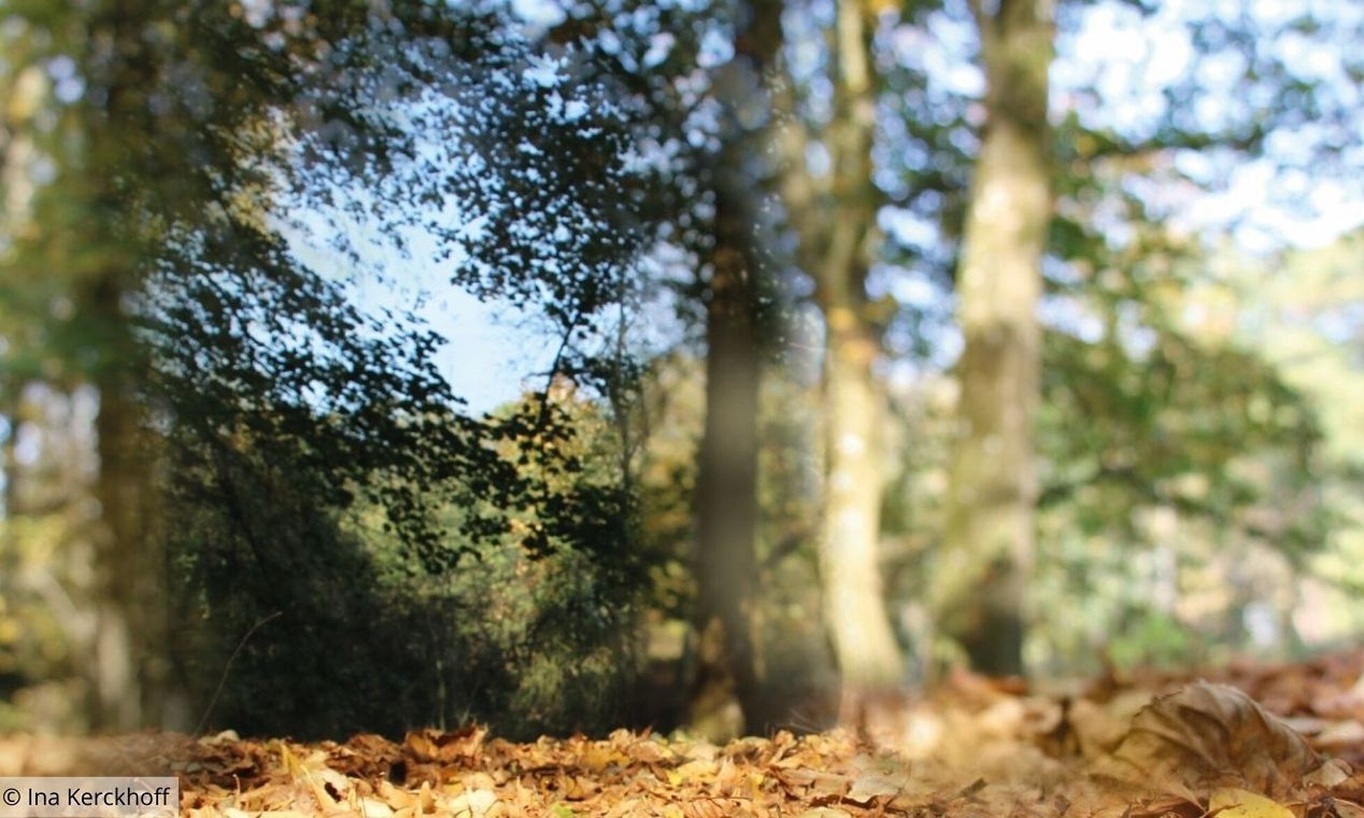 Blick auf Bäume bei einem eingeschränkten Sehfeld