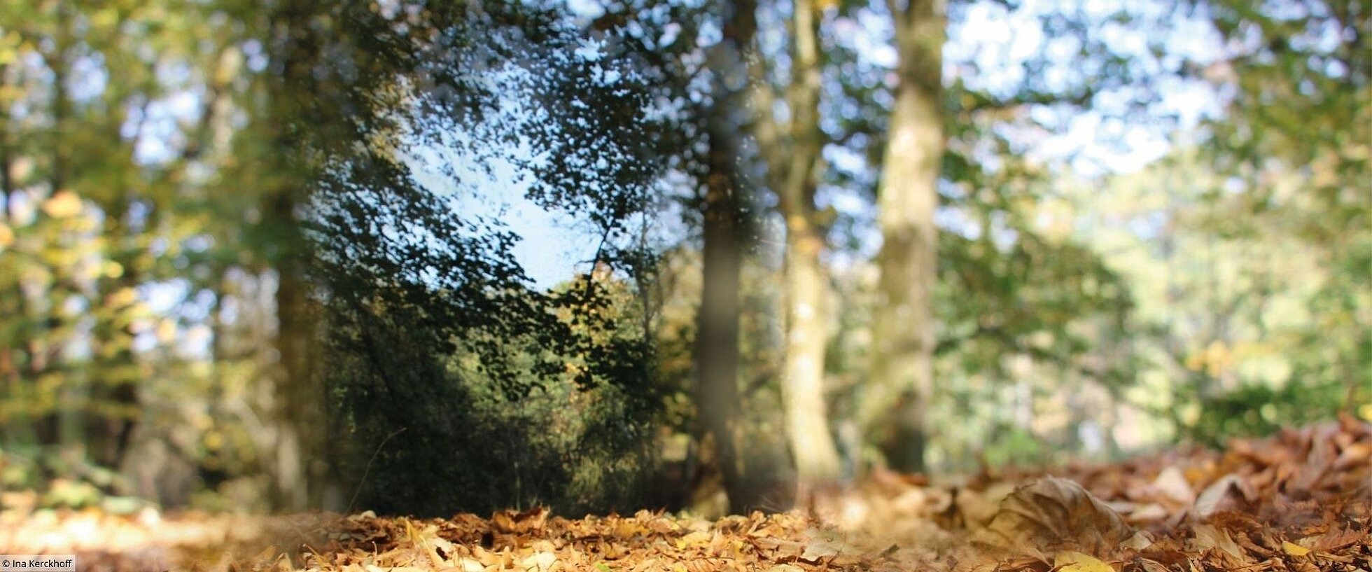 Blick auf Bäume bei einem eingeschränkten Sehfeld