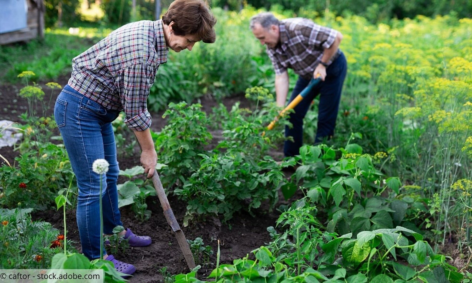 Älteres Ehepaar bei der Gartenarbeit