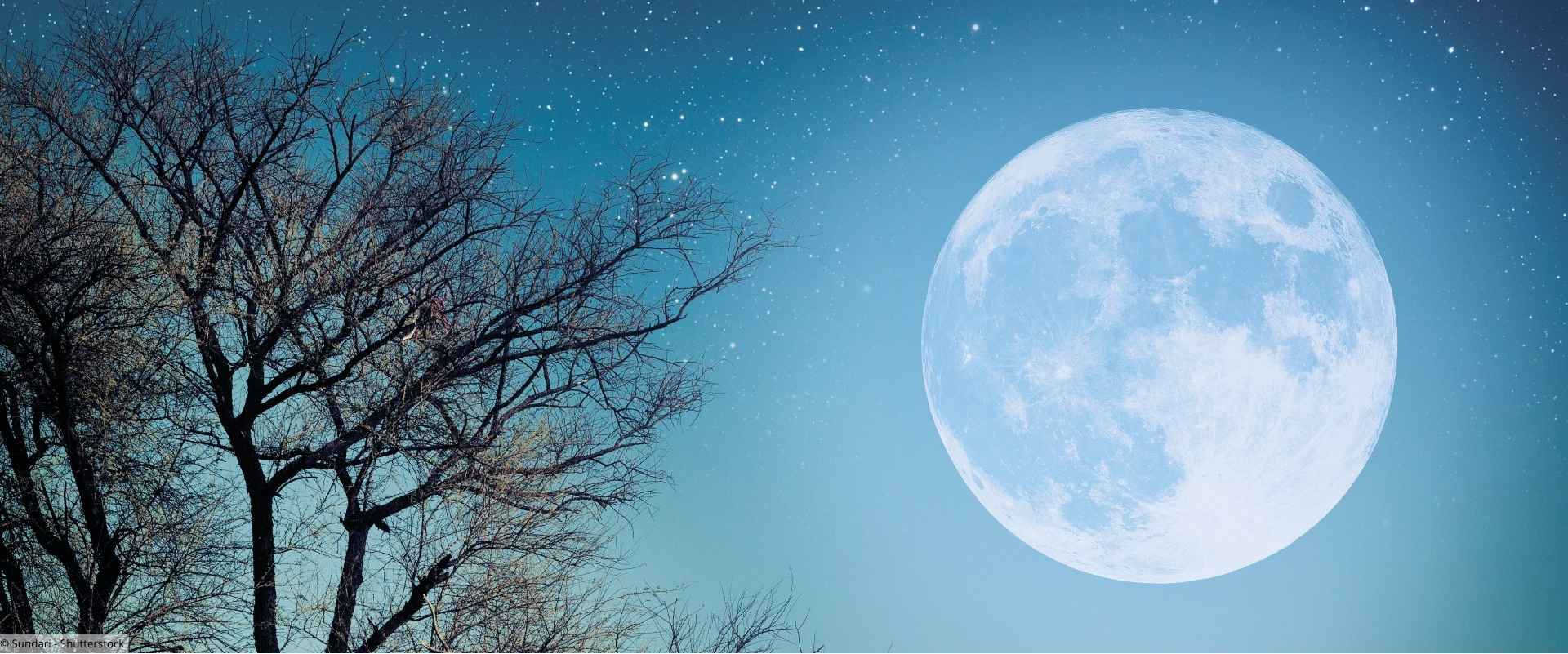 Vollmond mit Baum